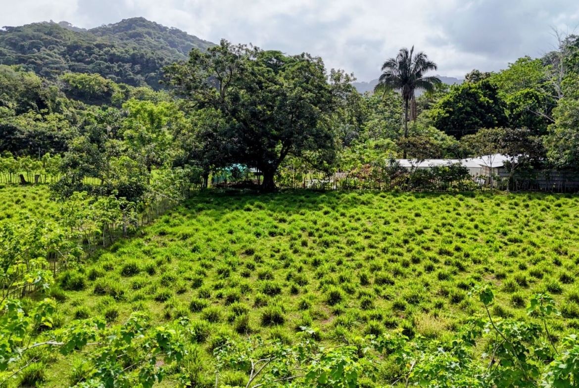 Open green field with tufted grass clumps, trees along the edge, and hills in the background.
