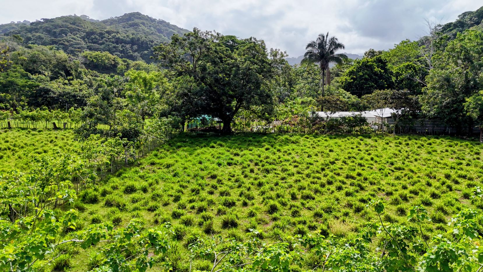 Open green field with tufted grass clumps, trees along the edge, and hills in the background.