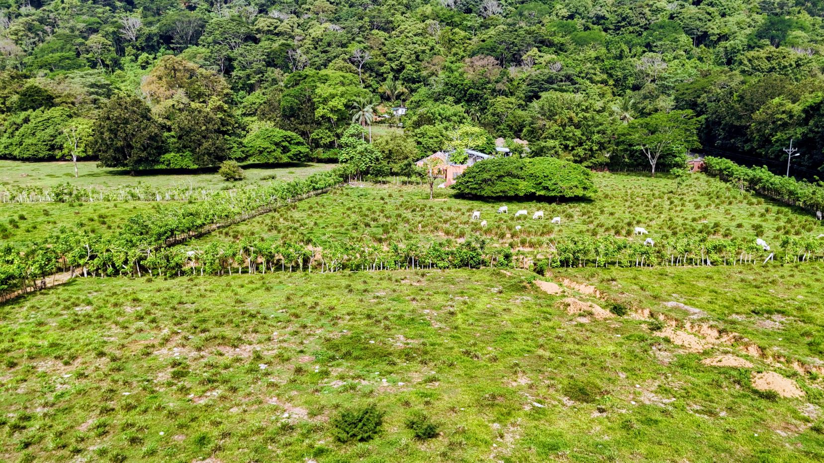 A rural farm with green fields, a line of young trees, a red-roofed house, and a forested hillside in the background.