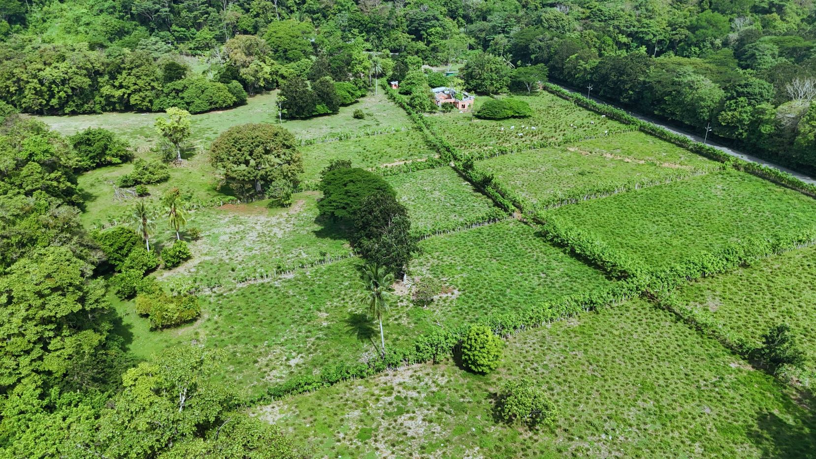 Aerial view of a divided green farm with hedgerows, scattered trees, and a small brick house near the center.