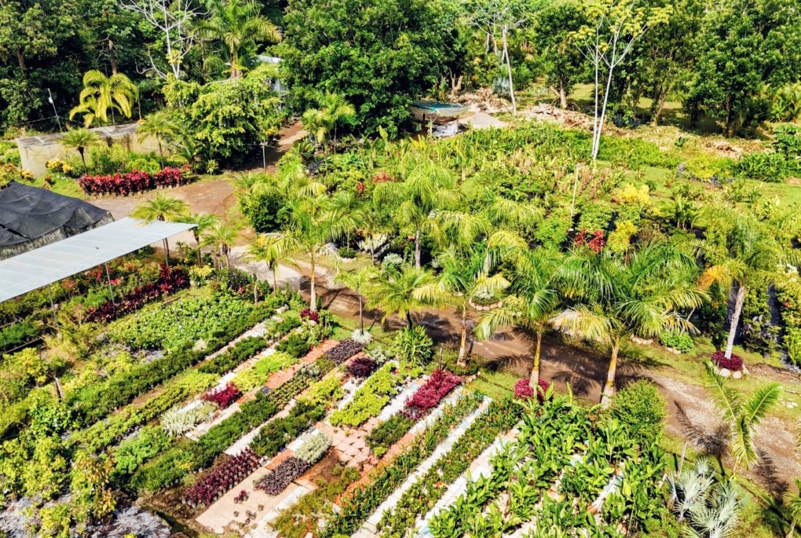 Aerial view of a lush plant nursery with rows of small plants, palms, and a covered walkway.