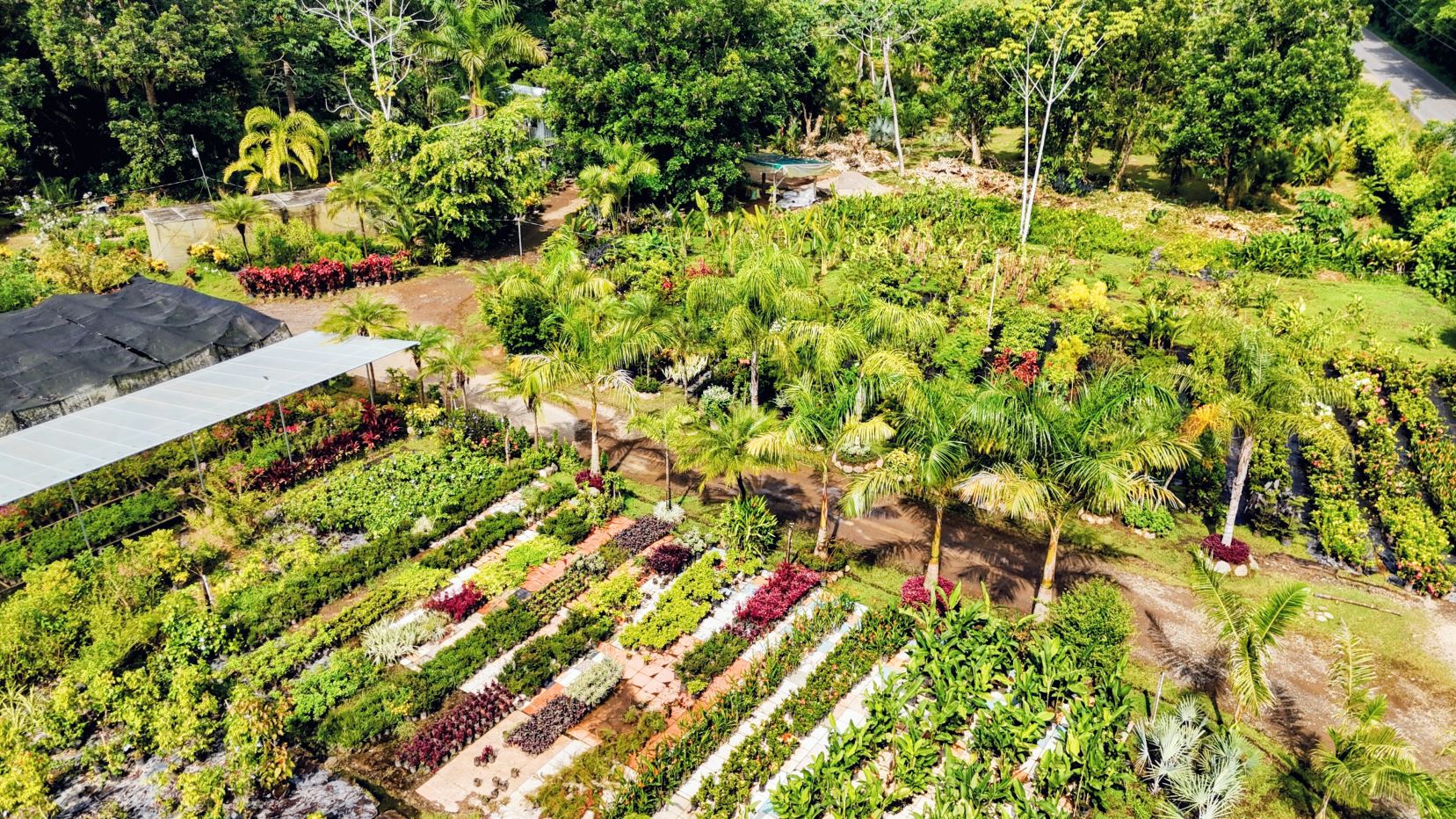 Aerial view of a lush plant nursery with rows of small plants, palms, and a covered walkway.