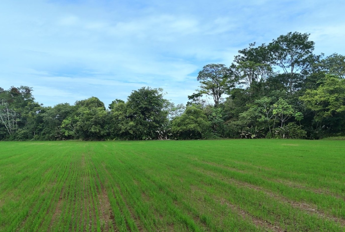 Green field with young crops in neat rows, a line of trees on the horizon, and a bright blue sky above.