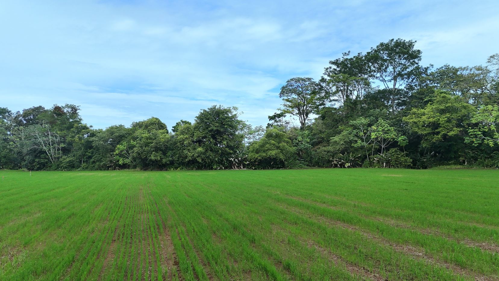Green field with young crops in neat rows, a line of trees on the horizon, and a bright blue sky above.