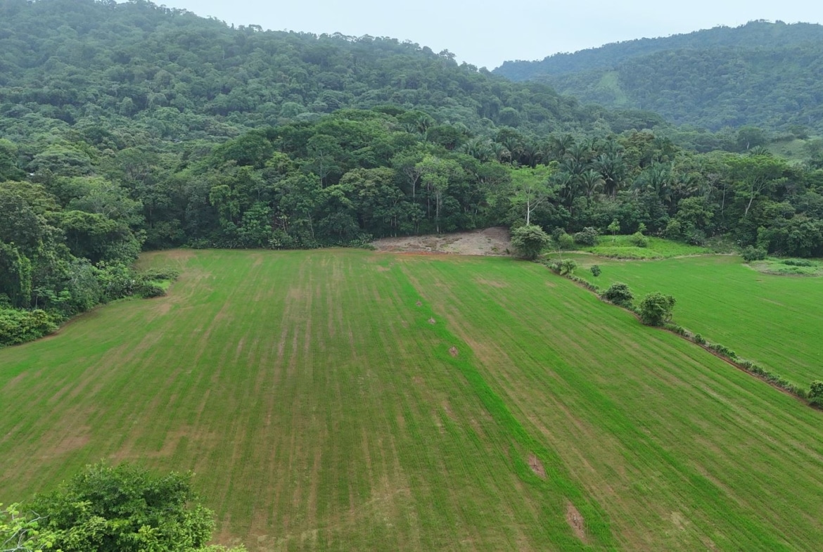 Aerial view of vibrant green fields bordered by dense tropical forest hills in the distance.