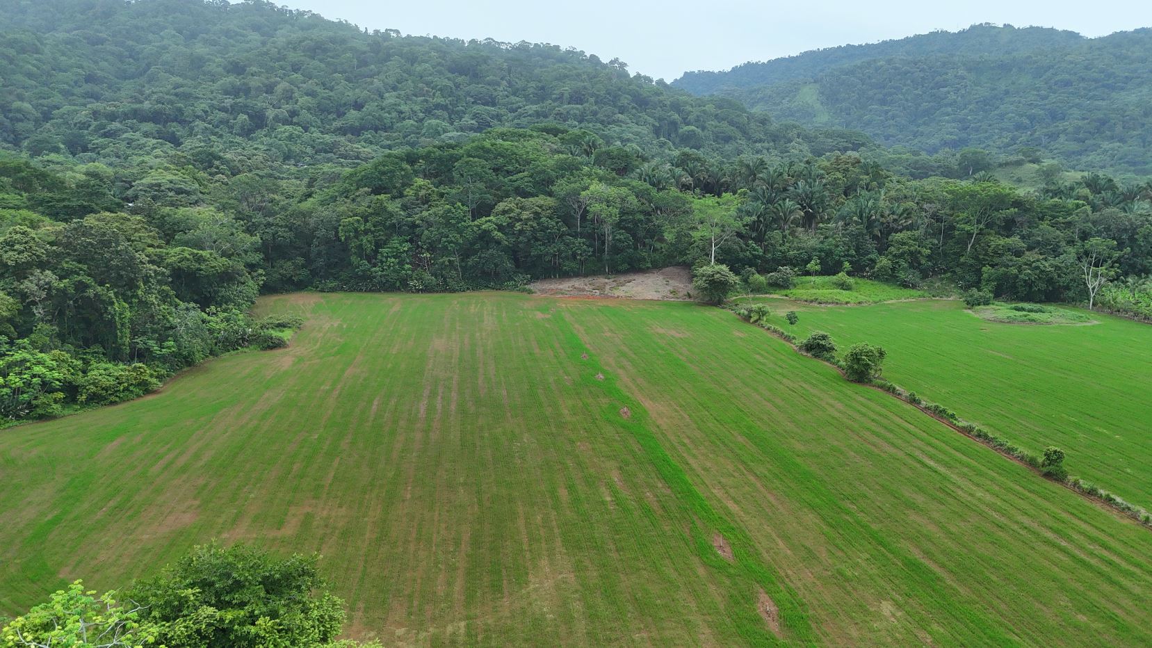 Aerial view of vibrant green fields bordered by dense tropical forest hills in the distance.