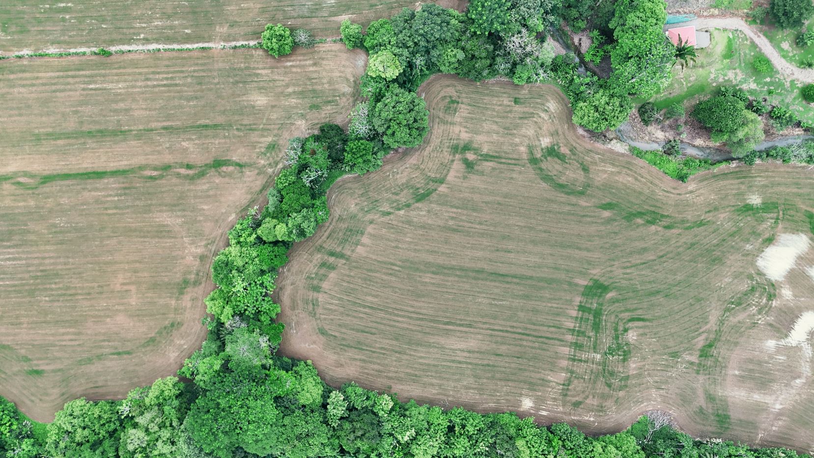 Aerial view of brown plowed fields bordered by a curved line of dense green trees forming a natural boundary near the center and edges of the image.
