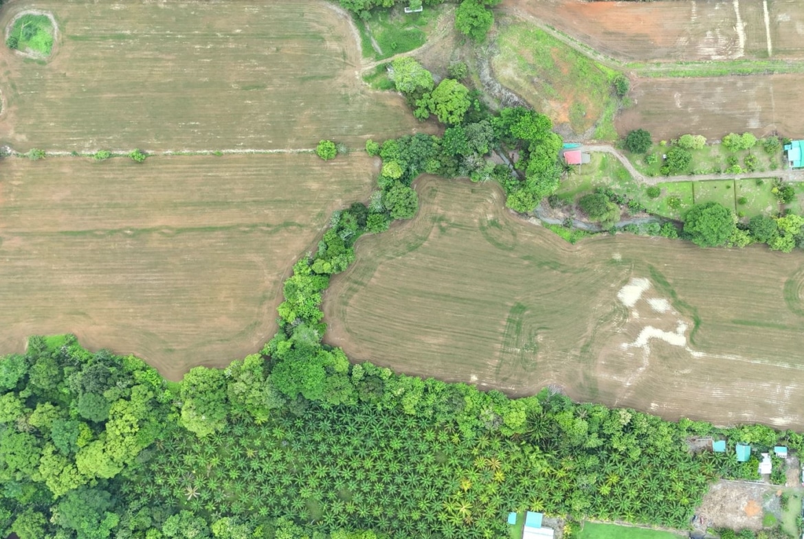 Aerial view of farmland with large rectangular fields, bordered by trees and a palm plantation along the bottom edge.