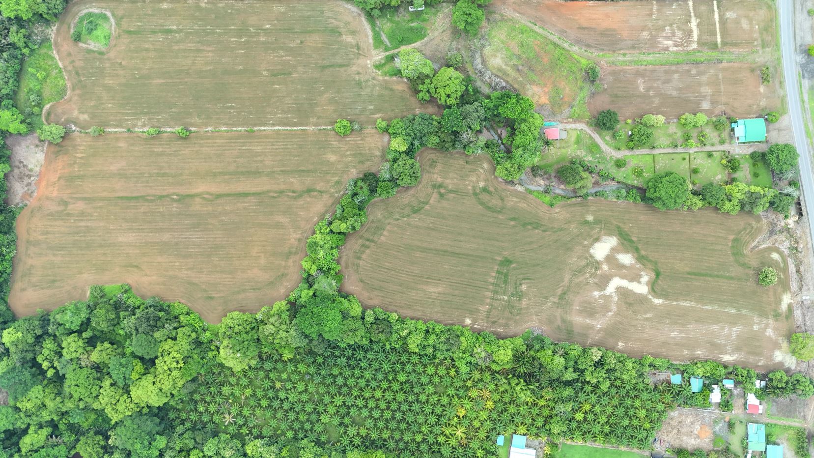 Aerial view of farmland with large rectangular fields, bordered by trees and a palm plantation along the bottom edge.
