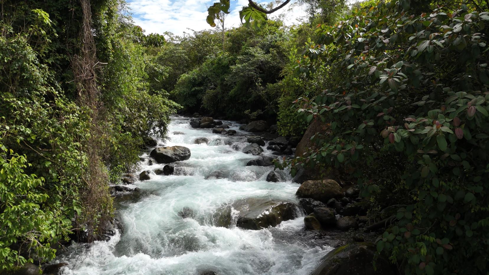Rapid, foaming river winding through rocks flanked by dense green tropical foliage on both banks.